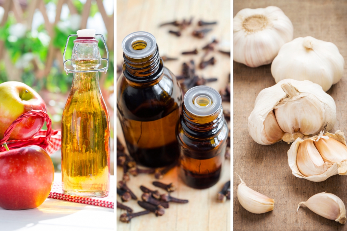 what is the strongest natural antibiotic for a tooth infection